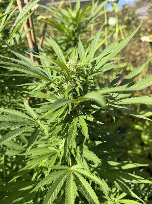 WoS - Appalachian Kush EV Outdoor 2026. Week 21