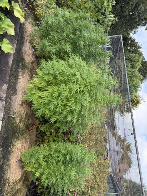 WoS - Appalachian Kush EV Outdoor 2026. Week 20