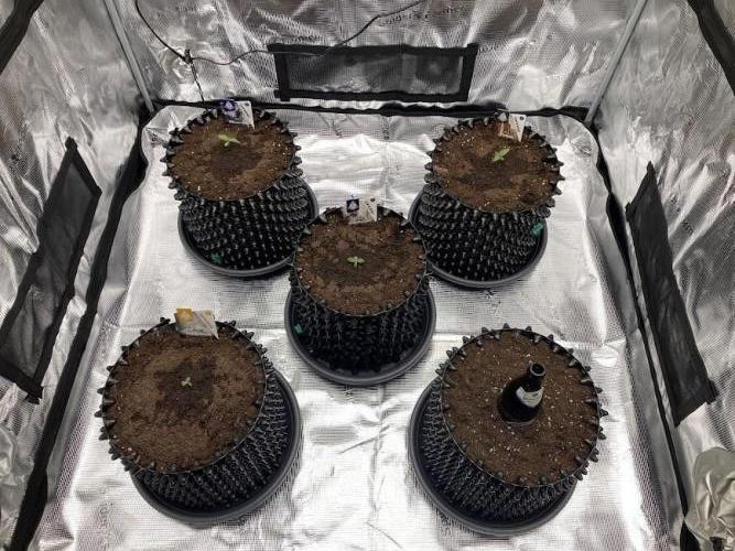 Zamnesia Landrace Pack - Colombian Gold. Week 1