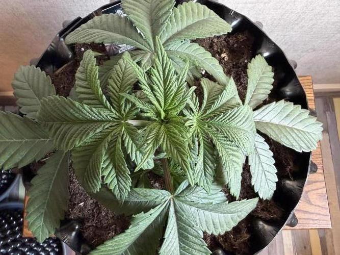 Zamnesia Landrace Pack - Colombian Gold. Week 3