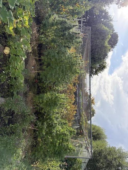 WoS - Amnesia Early Version Outdoor 2026. Week 24
