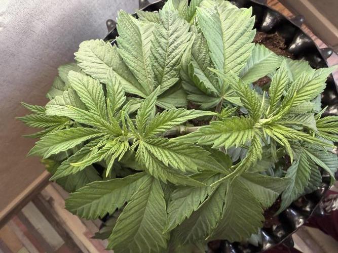 Zamnesia Landrace Pack - Panama Red. Week 4