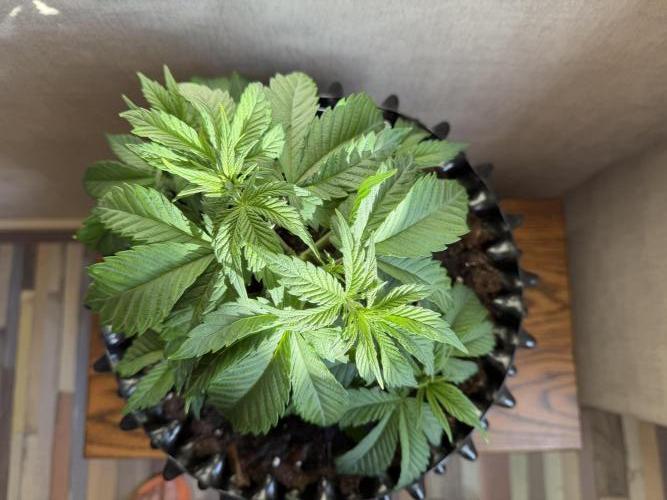 Zamnesia Landrace Pack - Panama Red. Week 4