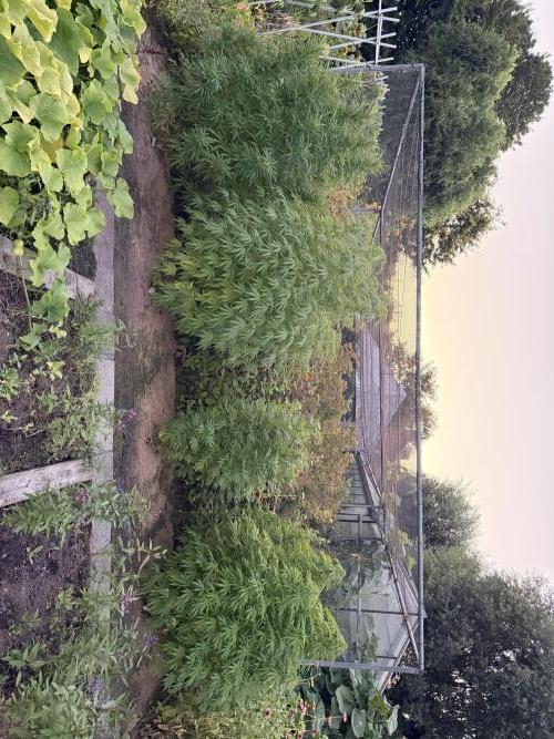 WoS - Burger Kush Early V. Outdoor 2026. Week 20