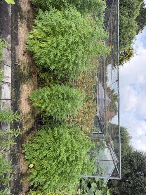 WoS - Appalachian Kush EV Outdoor 2026. Week 20