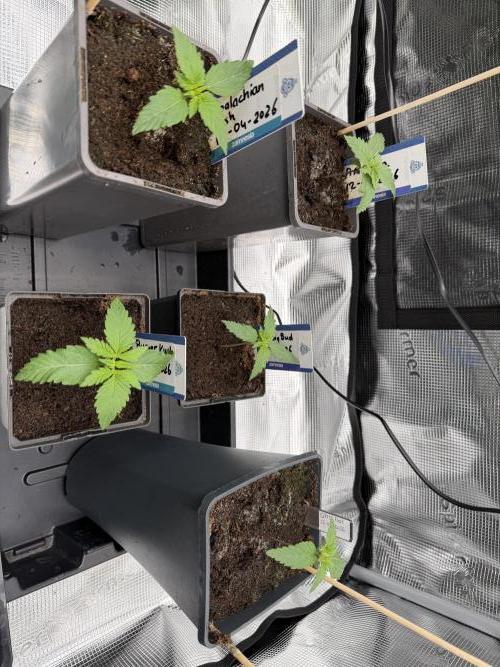 Dutch Passion - GMO Fast Outdoor 2026. Week 1