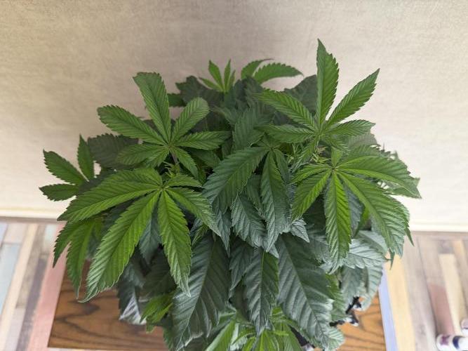 Zamnesia Landrace Pack - Panama Red. Week 5