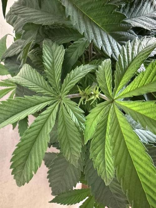 Zamnesia Landrace Pack - Panama Red. Week 5