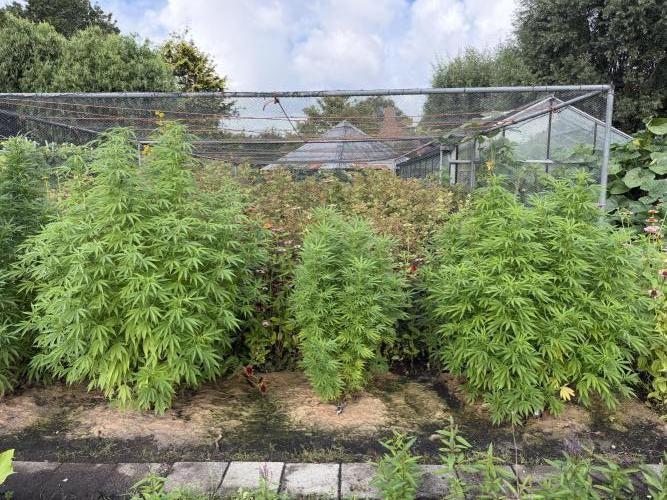 WoS - Burger Kush Early V. Outdoor 2026. Week 20