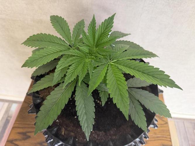 Zamnesia Landrace Pack - Lamb's Bread. Week 4