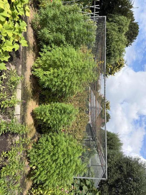 WoS - NL x Big Bud Early V. Outdoor 2026. Week 20