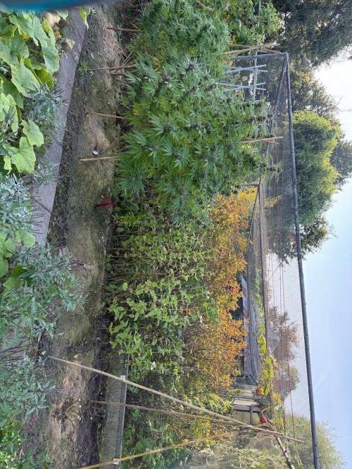 WoS - Amnesia Early Version Outdoor 2026. Week 26