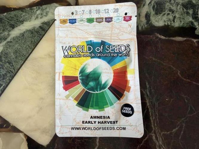 WoS - Amnesia Early Version Outdoor 2026. Week 0