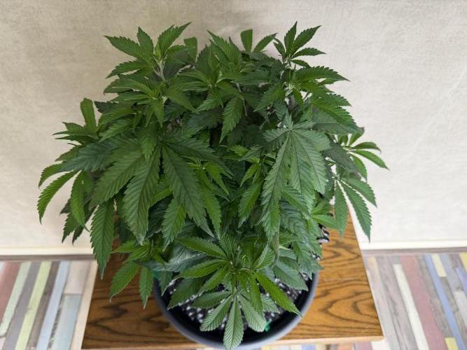 Zamnesia Landrace Pack - Panama Red. Week 6