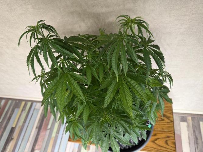 Zamnesia Landrace Pack - Afghani indoor. Week 6