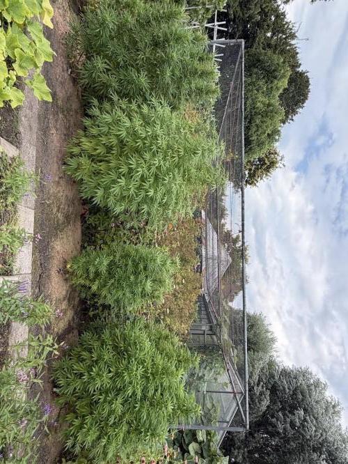 WoS - Appalachian Kush EV Outdoor 2026. Week 21
