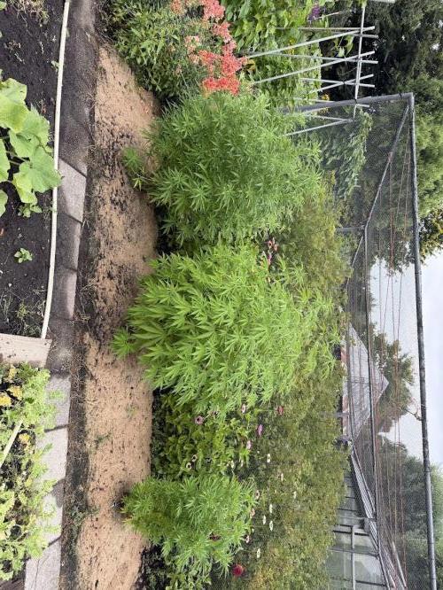 WoS - NL x Big Bud Early V. Outdoor 2026. Week 15