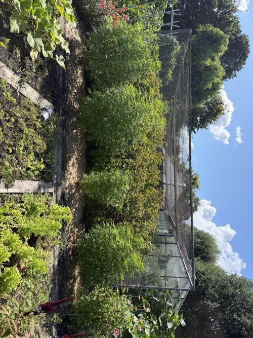 WoS - Amnesia Early Version Outdoor 2026. Week 20