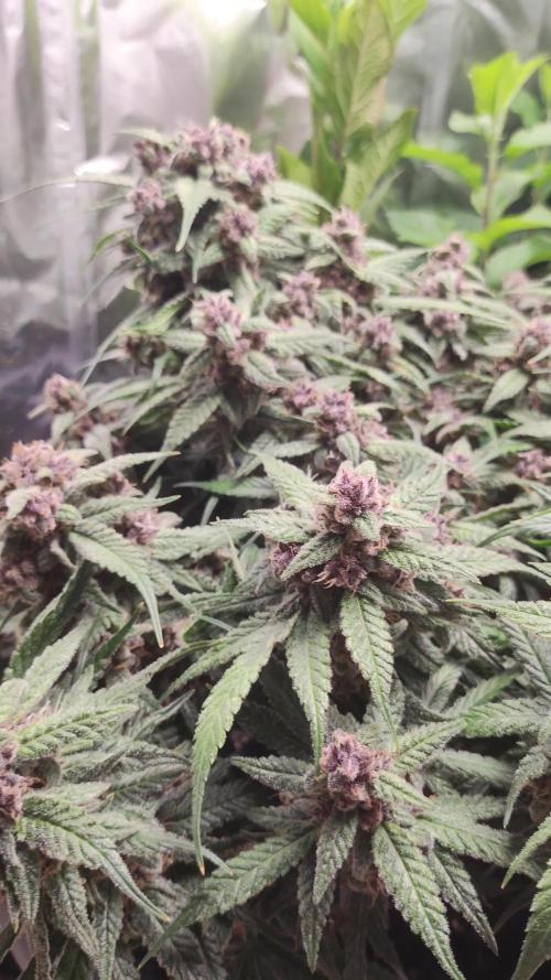 Lemon Cherry Cookies [Automatic]