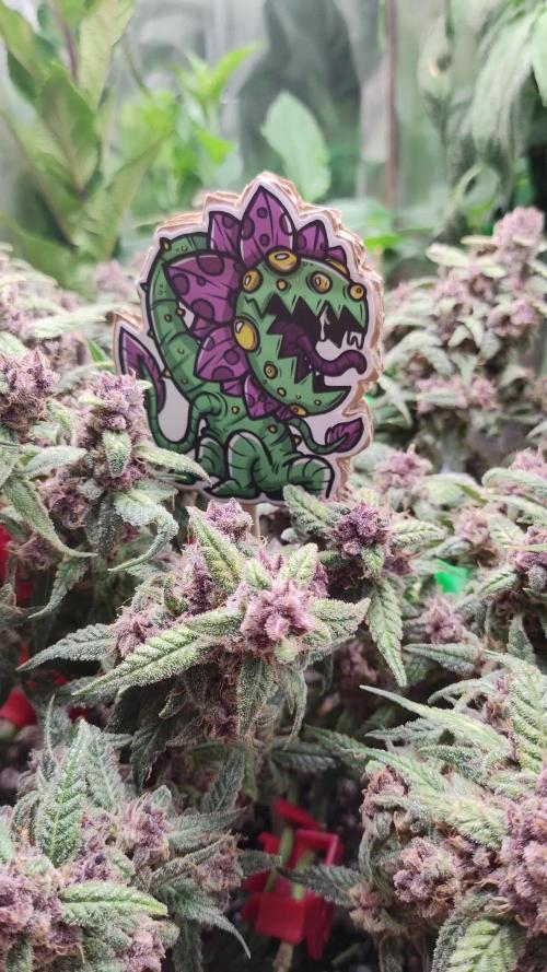 Lemon Cherry Cookies [Automatic]