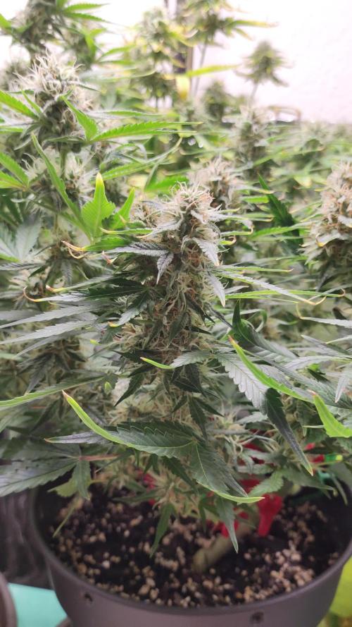 Apple Fritter [Auto #1]