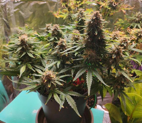 Apple Fritter [Auto #1]. Week 11