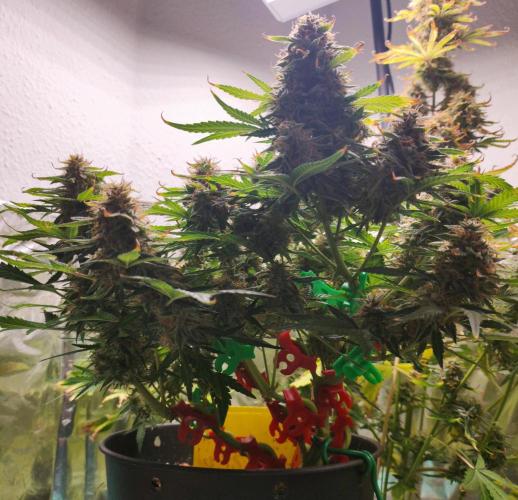 Apple Fritter [Auto #1]. Week 11