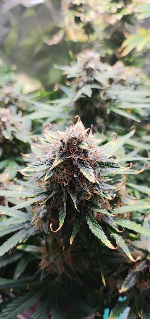 Apple Fritter [Auto #1]. Week 11