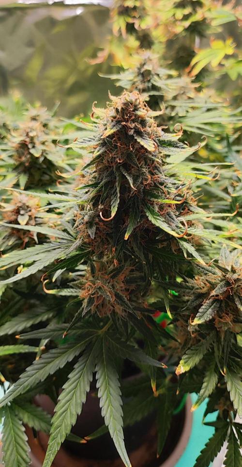 Apple Fritter [Auto #1]. Week 11