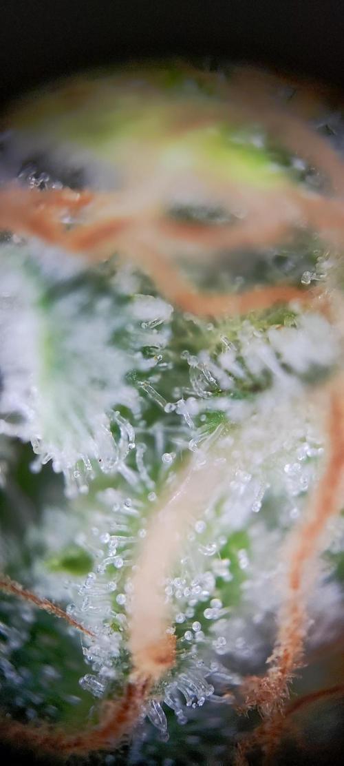 Apple Fritter [Auto #1]. Week 11