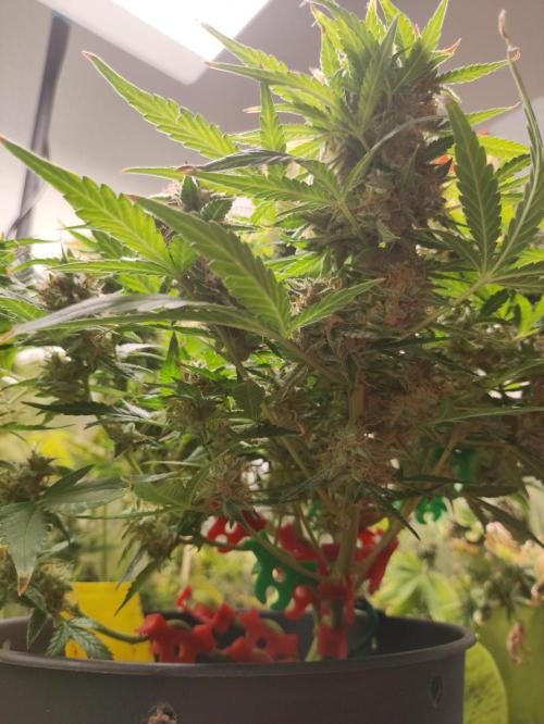 Apple Fritter [Auto #1]. Week 12