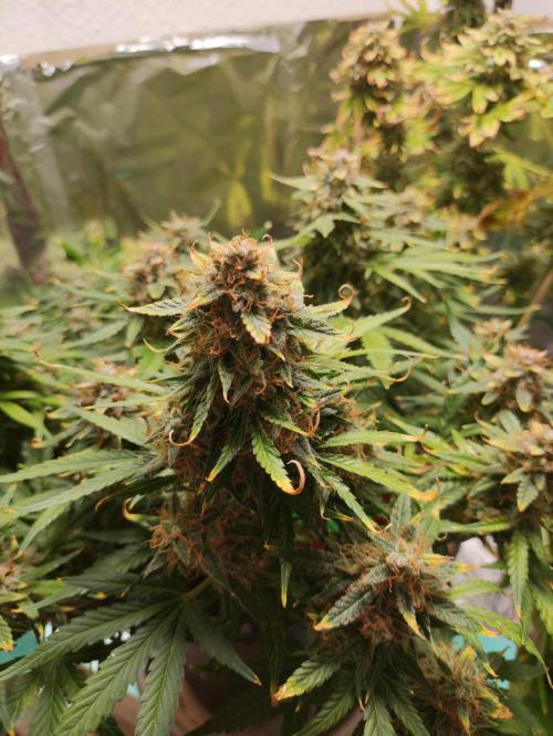 Apple Fritter [Auto #1]. Week 12