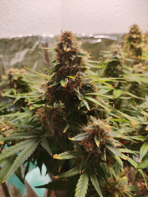 Apple Fritter [Auto #1]. Week 12