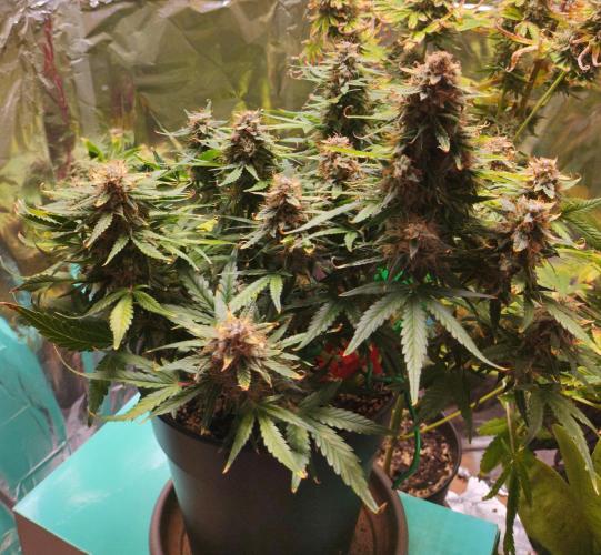 Apple Fritter [Auto #1]. Week 12