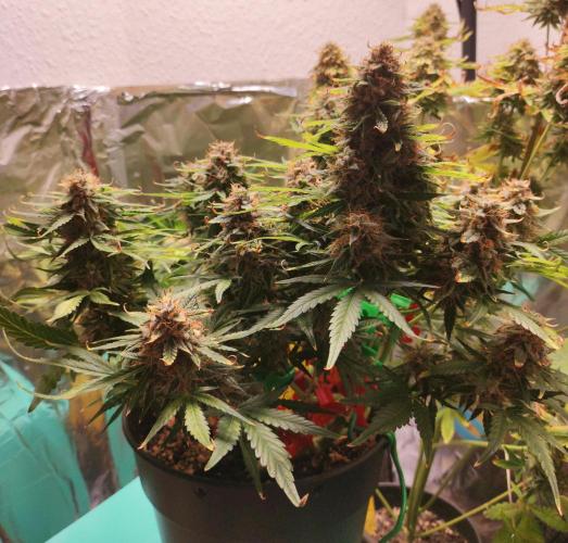 Apple Fritter [Auto #1]. Week 12