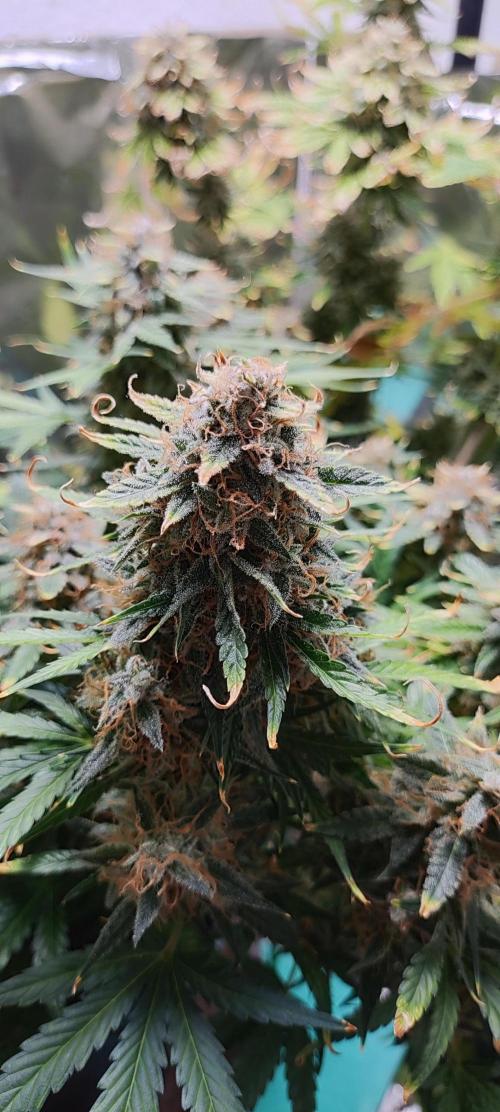 Apple Fritter [Auto #1]. Week 12