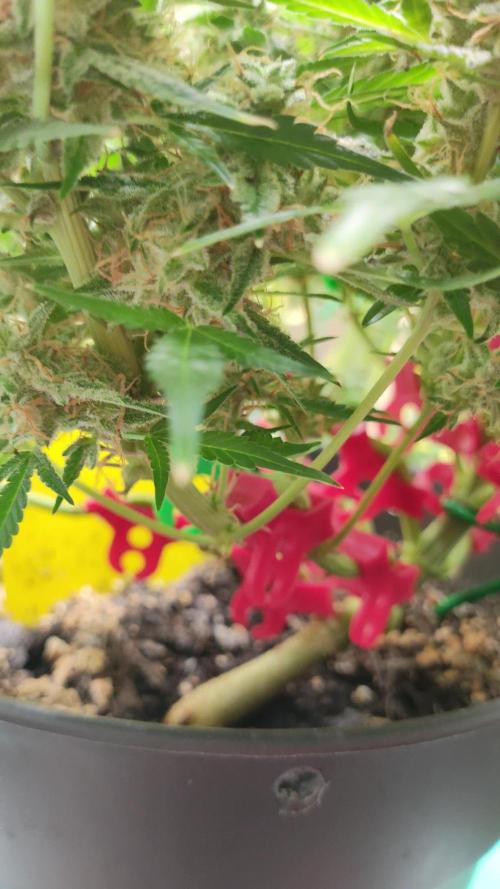 Apple Fritter [Auto #1]