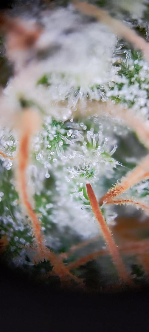 Apple Fritter [Auto #1]. Week 12