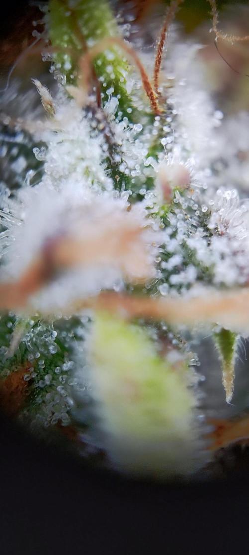 Apple Fritter [Auto #1]. Week 12
