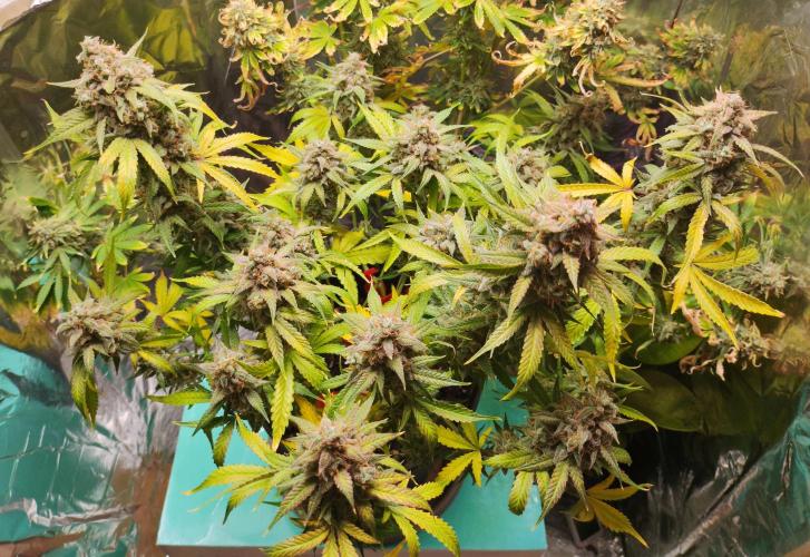 Apple Fritter [Auto #2]. Week 12