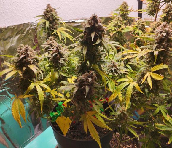 Apple Fritter [Auto #2]. Week 12