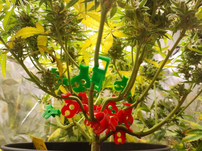 Apple Fritter [Auto #2]. Week 12