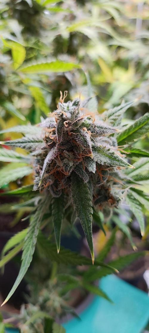 Apple Fritter [Auto #2]. Week 12