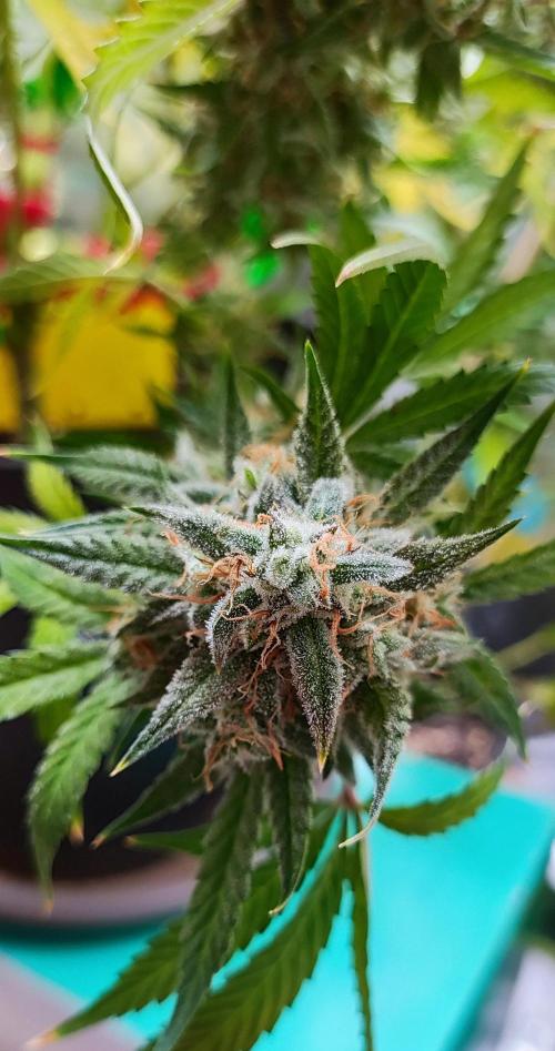 Apple Fritter [Auto #2]. Week 12