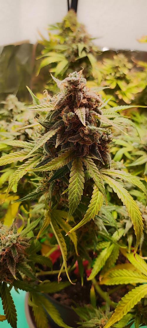 Apple Fritter [Auto #2]. Week 12