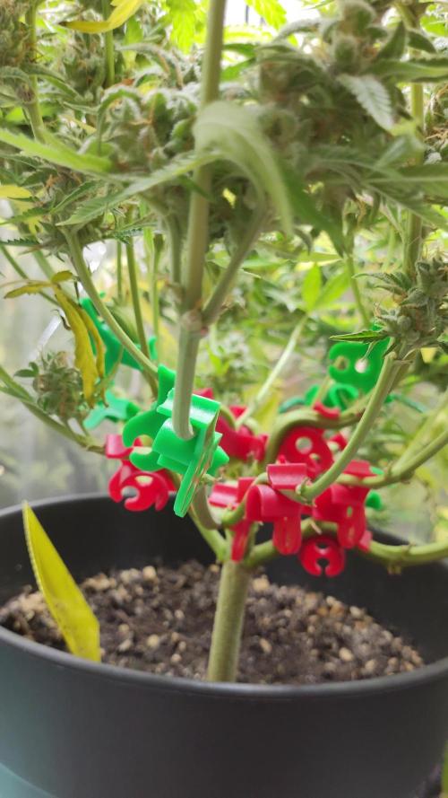 Apple Fritter [Auto #2]