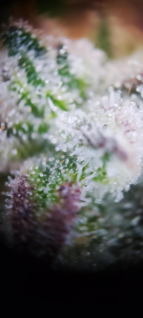 Apple Fritter [Auto #2]. Week 12