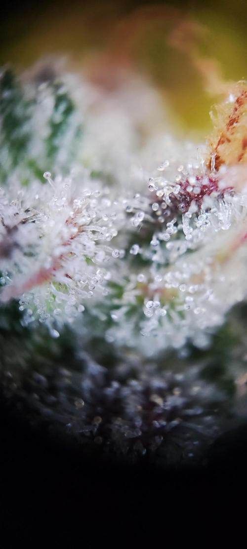 Apple Fritter [Auto #2]. Week 12