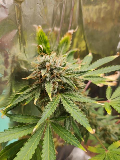 Apple Fritter [Auto #3]. Week 12