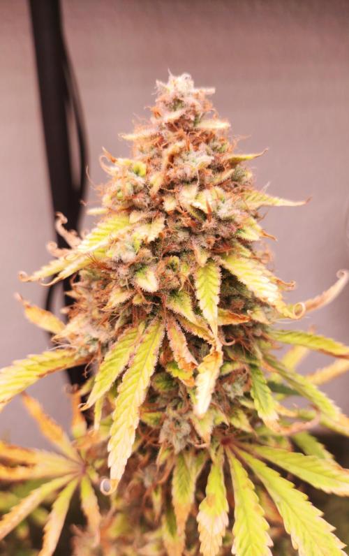 Apple Fritter [Auto #3]. Week 12